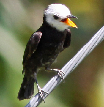 White-headed Marsh Tyrant (male)