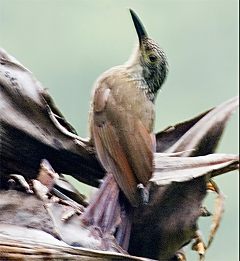 White-throated Woodcreeper
