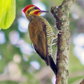 Yellow-browed Woodpecker