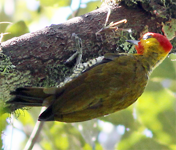 Yellow-throated Woodpecker