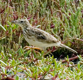 Yellowish Pipit