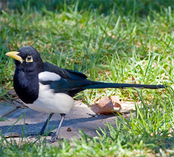 Birdfinders – Birdwatching Holidays – California