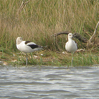 American Avocets