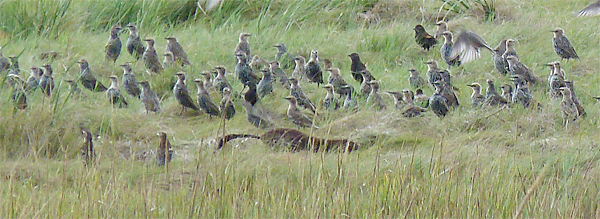 American Mink and Common Starlings