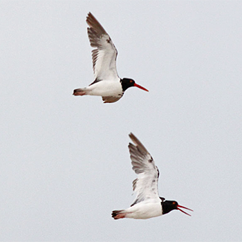 American Oystercatchers
