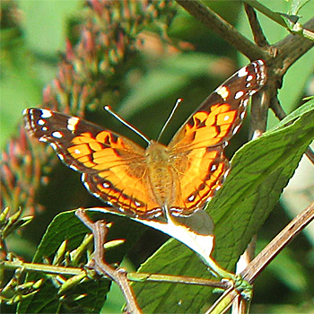 American Painted Lady