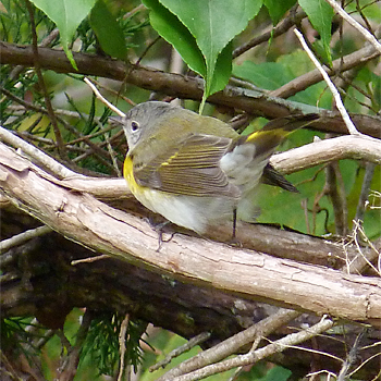 American Redstart