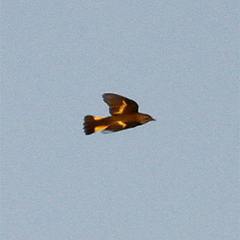 American Redstart