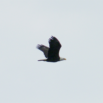 Bald Eagle