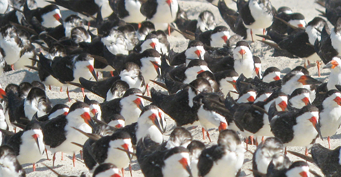 Black Skimmers