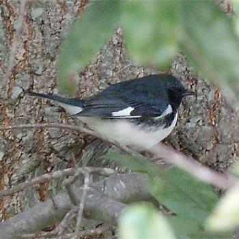 Black-throated Blue Warbler