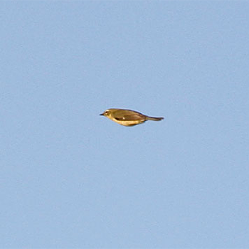 Black-throated Blue Warbler