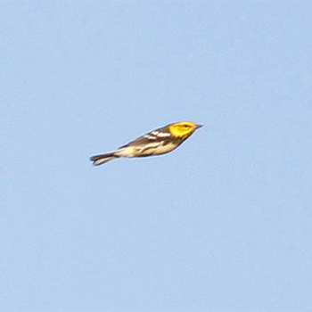 Black-throated Green Warbler