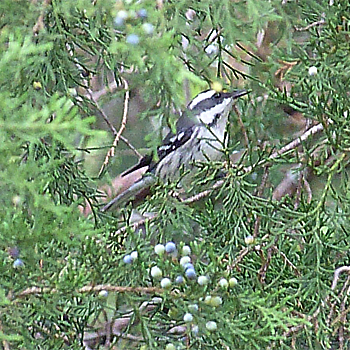 Black-throated Grey Warbler