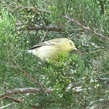 Blackpoll Warbler