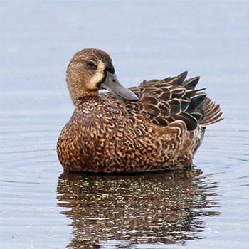Blue-winged Teal