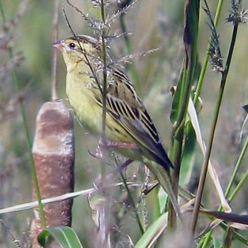 Bobolink