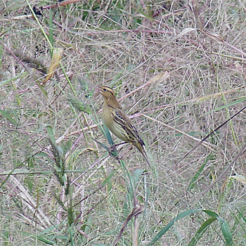 Bobolink