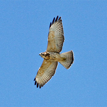 Broad-winged Hawk