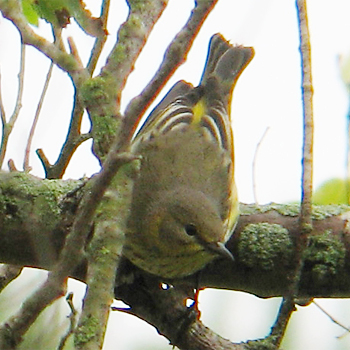 Cape May Warbler