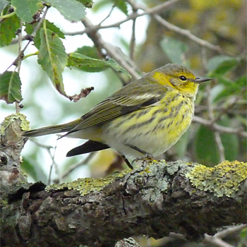 Cape May Warbler