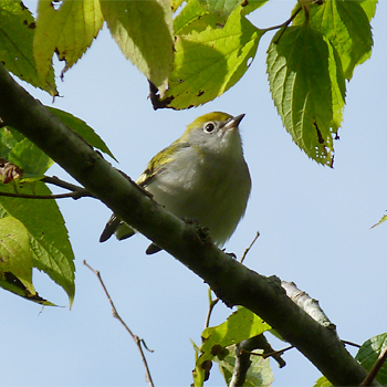 Chestnut-sided Warbler