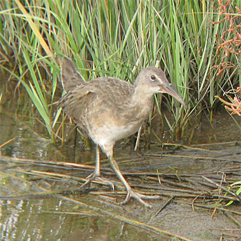 Clapper Rail