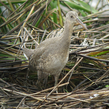 Clapper Rail