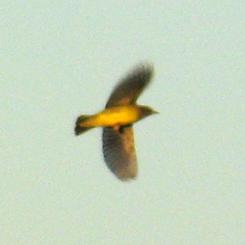 Connecticut Warbler