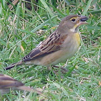 Dickcissel