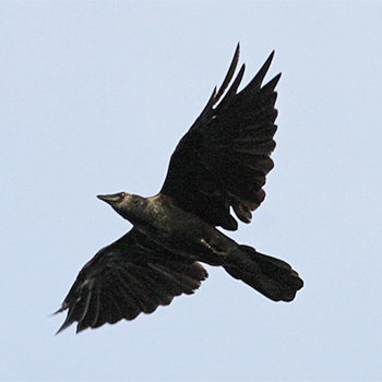 Fish Crow