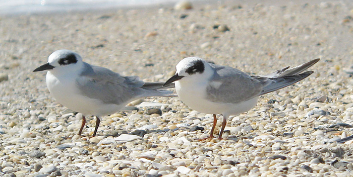 Forster's Terns