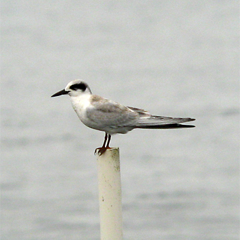 Forster's Tern