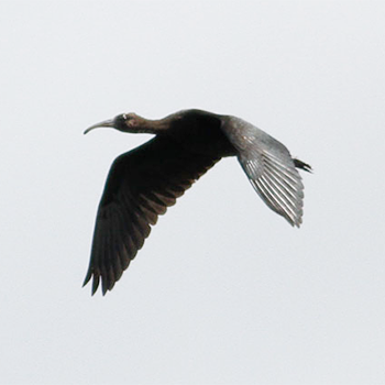 Glossy Ibis