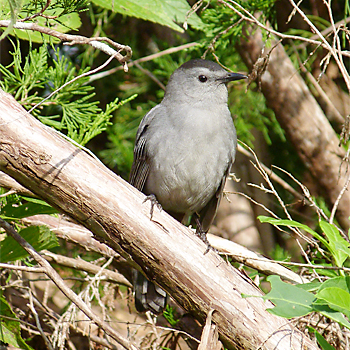 Grey Catbird