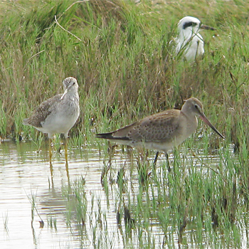 Greater Yellowlegs and Hudsonian Godwit (Forster's Tern in background)