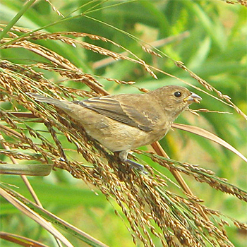 Indigo Bunting
