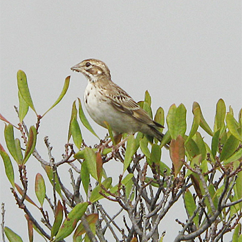 Lark Sparrow
