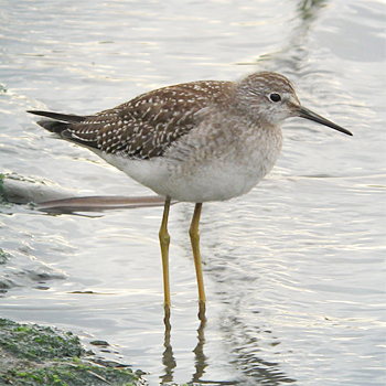 Lesser Yellowlegs