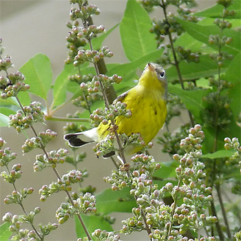 Magnolia Warbler