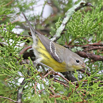 Magnolia Warbler
