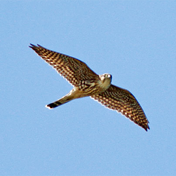 Merlin