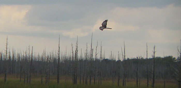 Northern Harrier