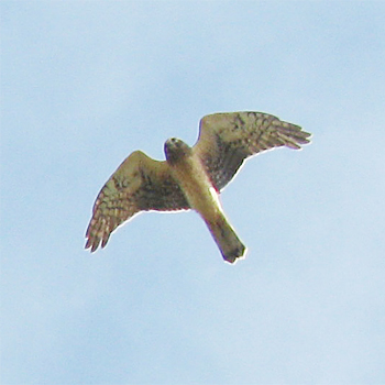 Northern Harrier