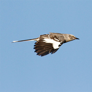 Northern Mockingbird