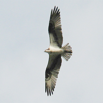 Osprey