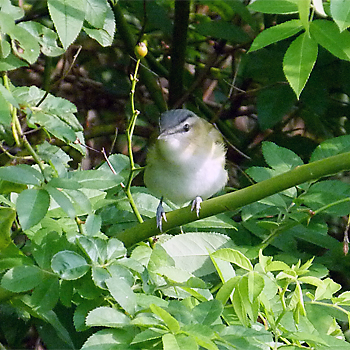 Red-eyed Vireo