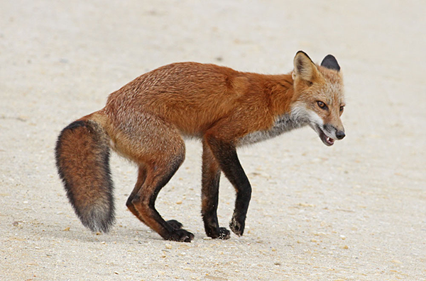 Red Fox