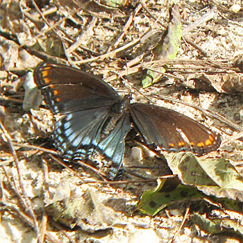 Red-spotted Purple