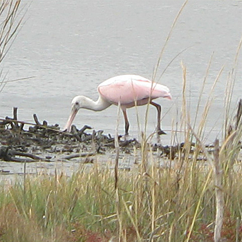 Roseate Spoonbill